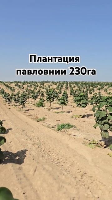 Плантация павловнии! смотреть онлайн