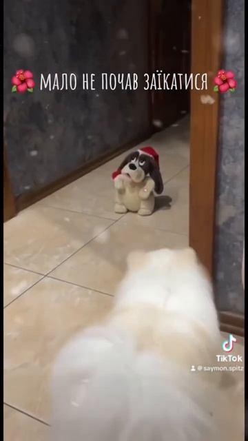 Saymon🎀Саймон #лучшее #топ #шортс #shortvideo #рекомендации #puppy #померанскийшпиц #шпіц #шпиц смотреть онлайн