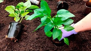 Вот так просто сажаю перец в теплице без грязи. Добавляю в лунку при посадке перца вместо перегноя