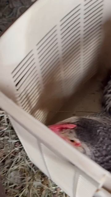 Новые курочки из переноски. #разговор #деревенский #де? смотреть онлайн