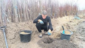 Как правильно посадить съедобный каштан