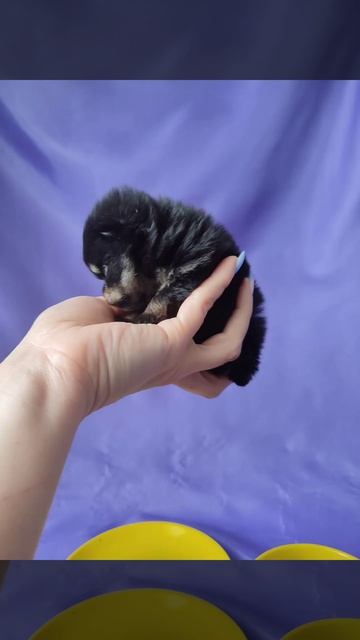Эксклюзив❗Чудо малыш,микро,Померанский Шпиц,в поиске семьи.Дорого.❗В семью без маленьких детей.