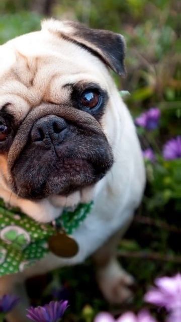 Эдит мопс смотреть онлайн