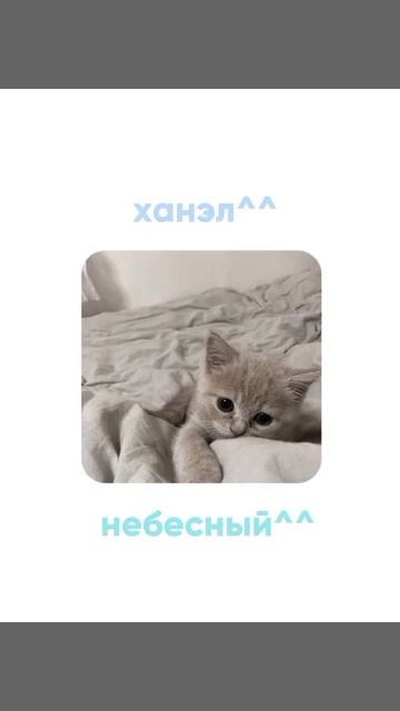 |🍃| Красивые корейские имена котикам.♡゙  #рекомендации #реки #рекомендация #шортс