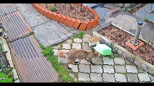 (1018) Лиса приходит в гости. Май 2025 смотреть онлайн