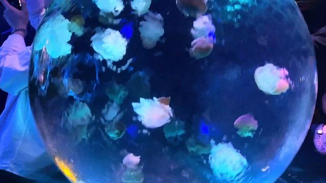 КУДА СХОДИТЬ В ПУСАНЕ? ОТЕЛИ ПЛЯЖИ ПУСАНА.ОТПУСК В ПУСАНЕ.ВЛОГ НА ПЛЯЖЕ ХЕУНДЭ.ОКЕАНАРИУМ ПУСАН.ЦЕН смотреть онлайн