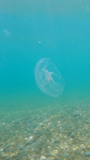 В Крыму нет мазута, море чистое как слеза. Температура воды +16 Массандровский пляж #ялта #морекрым смотреть онлайн