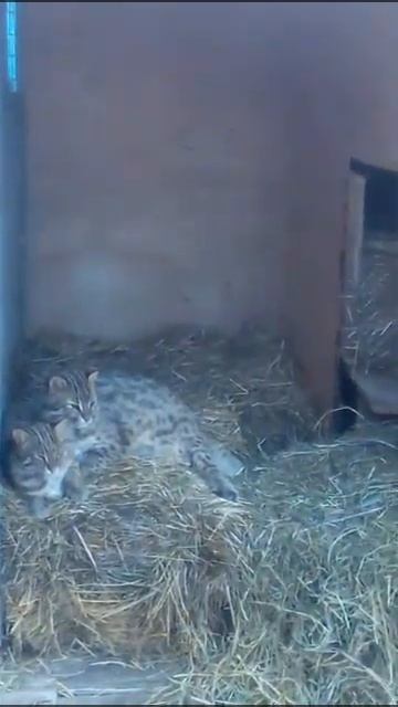 СЕМЕЙКА ЛЕОПАРДОВЫХ КОТОВ ПОСЛЕ ЗАВТРАКА смотреть онлайн