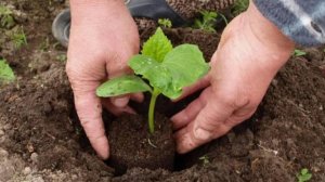 Посадка огурцов. Чем заправить лунки, чтобы получить щедрый урожай