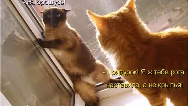 Кошачьи приколы. Фото шоу от http://kiskavasha.ru смотреть онлайн