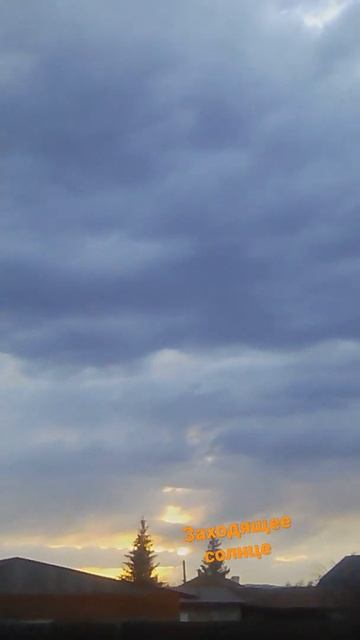 📹 Заходящее солнце меж 2х елей.