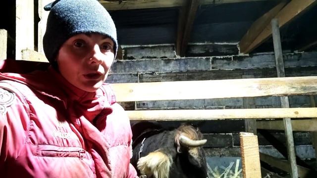 Что с козой.Алтай жалуется.Что будем делать с коровой.А вот и бесячий козёл смотреть онлайн