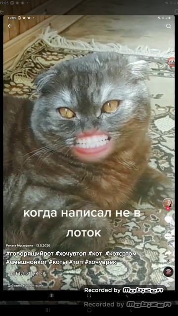 Кот с губами🤣🤣🤣 #shorts... смотреть онлайн