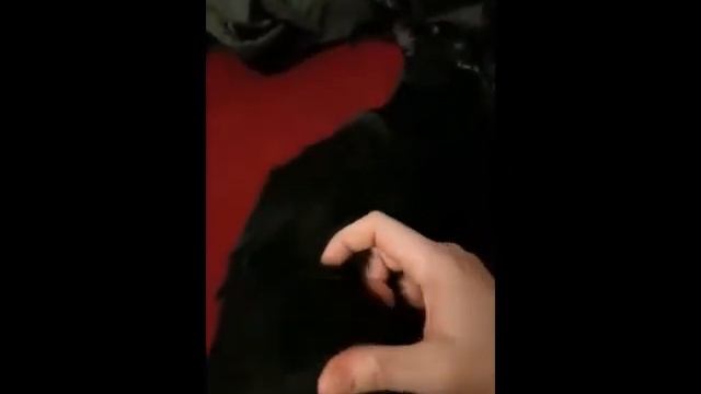 СОБАКА РЕВНУЕТ К КОТАМ МАНЧКИНАМ_ коты балдеют от нового дивана смотреть онлайн