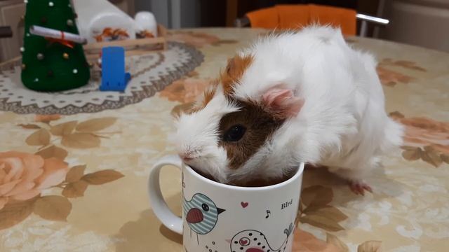 Мусичек пьет чай с лимоном смотреть онлайн