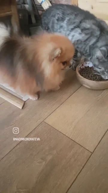 Все любят вкусно поесть👍😜#померанскийшпиц #шпиц #кот #pomeranian #cat смотреть онлайн