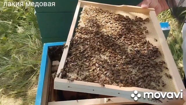 Бродячий рой.(4). смотреть онлайн