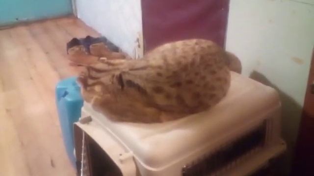 ШАМАН ДАЛЬНЕВОСТОЧНЫЙ ЛЕСНОЙ КОТ ВЫЗДОРАВЛИВАЕТ смотреть онлайн