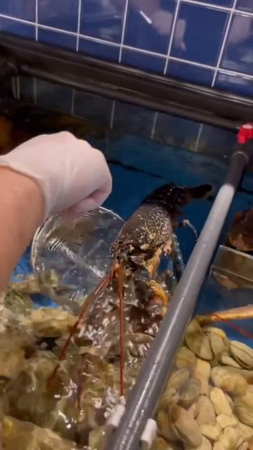 Устрицы в Алматы смотреть онлайн