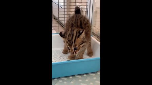 Тусса котят в туалете _ Лемур подсматривает смотреть онлайн