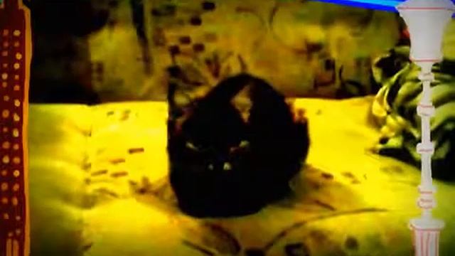 ▶ Кошка Мася и наш Конфуций Cat Masya and Confucius YouTube 360p смотреть онлайн