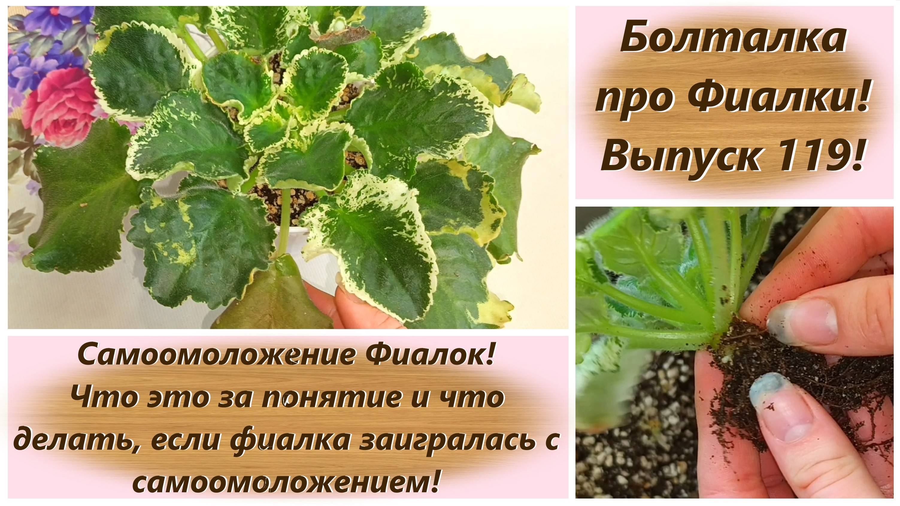 Болталка про Фиалки! Выпуск 119! Самоомоложение Фиалок! Понятие самоомоложения у фиалок и уход! смотреть онлайн