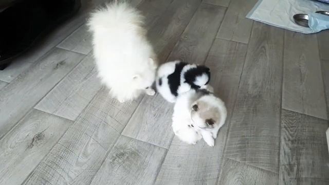 УАЙТ СНОУ КРИСТМАС И ЕГО ДЕТКИ.