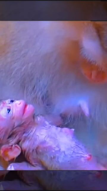 Макака положила новорожденного детеныша к груди, ... 1000005723.mp4 смотреть онлайн