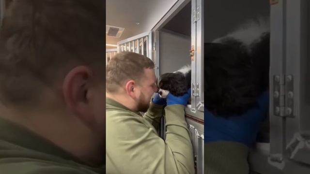 Как щенок ехал в машине с компанией Доставка животных по России. Поехали с Музыкой Доставка питомце