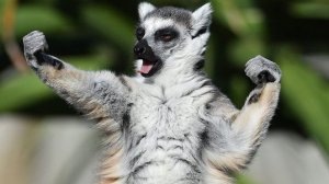 САМОЕ СМЕШНОЕ ВИДЕО: ЧЕЛЛЕНДЖ ПОПРОБУЙ НЕ ЗАСМЕЙСЯ, НЕЛЬЗЯ СМЕЯТЬСЯ #6