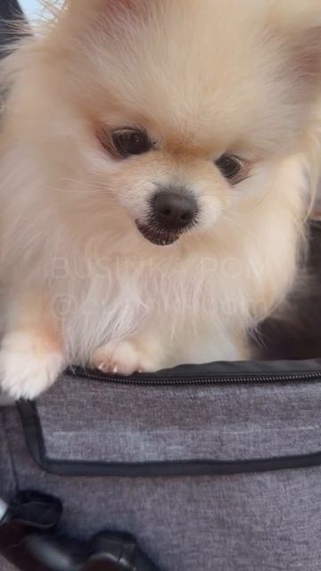 Буся #шпиц в коляске приехала в пляжный бар #cuteanimal #pets #cutedog #cute #cutepomeranian
