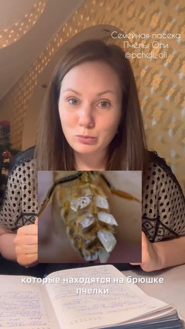 Зачем пчелам воск? Как пчёлы добывают воск? С любовью семейная пасека Пчёлы Оли 🐝