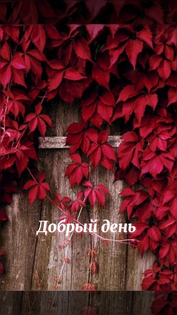 Заставка добрый день