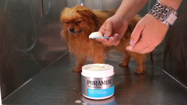 Застосування маски для собак та котів. Огляд маски для відновлення росту та зміцнення шерсті Wake U смотреть онлайн