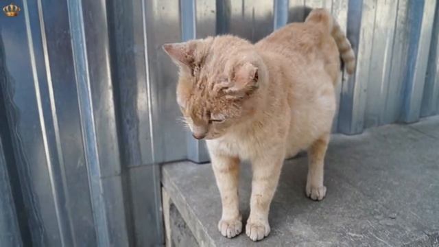 Ах, уж эти кошки! (Oh, those cats!)