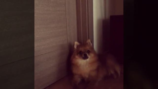 Реакция шпица на свист