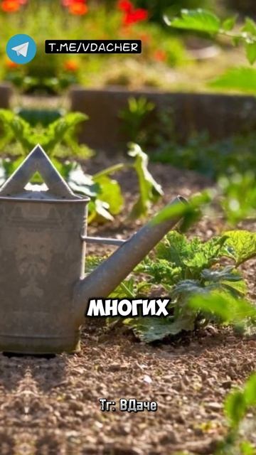 Популярное, универсальное средство Байкал и его преим смотреть онлайн