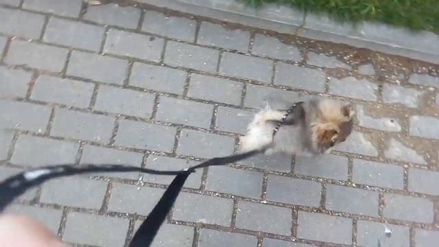 Собака Шпиц (Вовчик)