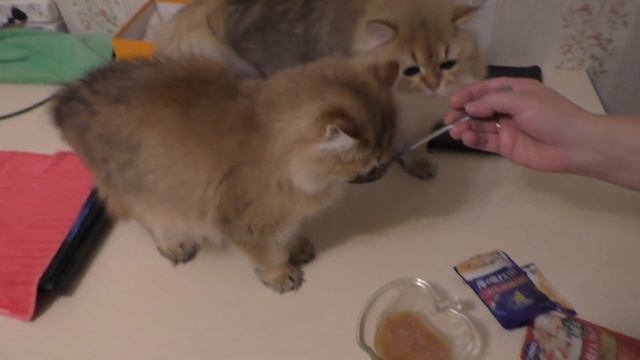 Кошки пробуют японский суп с морепродуктами  Чудо заморское!