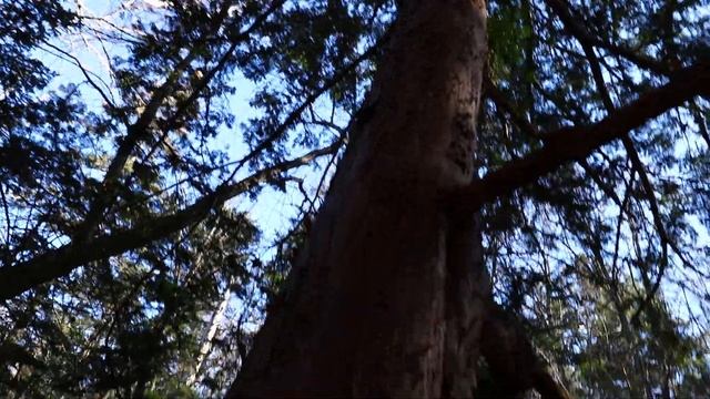 Уссурийская Тайга Дебри Приморье Д.В. 28 октябрь 24 г. о.З