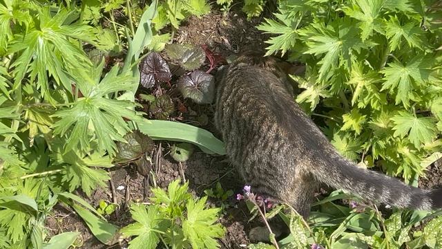 прогулка в саду