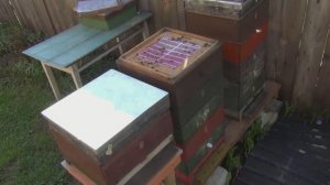 Отводки -нуклеусы  (сюжет 19)