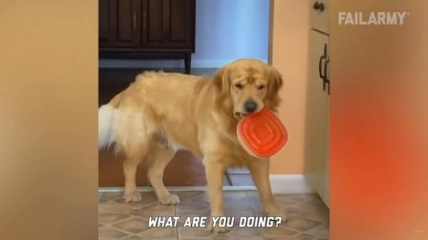 FailArmy. Dogs and Cats with Infinite Rizz  |  Funniest Pet Fails Ever