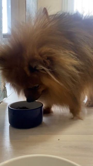 Шпиц кушает 🐶