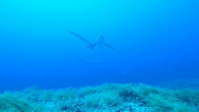 трешер-шарк 1