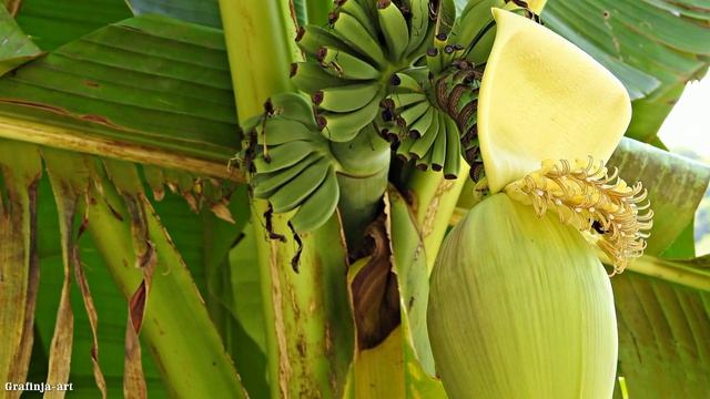 МЕДОВЫЙ ДВОРИК смотреть онлайн