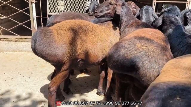 У́ЗБЕКИСТОН БУ́ЙЛАБ ЗОТЛИ КУ́ЧКОРЛАР ЕТКАЗАМИЗ МАНЗИЛ СУРХОНДАРЁ смотреть онлайн