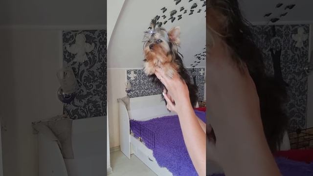 Продажа😃Питомник Йорк & Шпиц.Elite Pets,Крым, Евпатория 🌞+79788972514 Доставка возможна 🥰