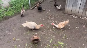 Жизнь на хуторе. Делаем столбчатый фундамент под веранду.