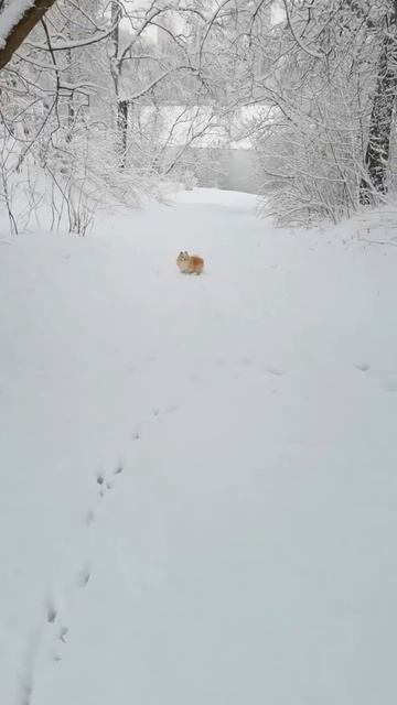 Шпиц на прогулке весной